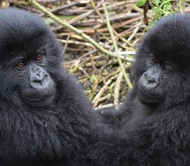 30 Tage Safari zum Artenschutz in Uganda - Photo 2