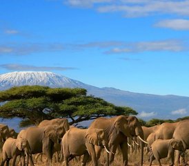 3 días de safari en el Parque Nacional de Amboseli, Kenia, con una experiencia en tren moderno - Photo 2