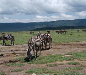 102-Tage Ngorongoro-Krater-Safari und Arusha-Stadtrundfahrt - Photo 1