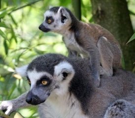 59 jours circuit faune à la réserve des lémuriens et de Palmarium à Madagascar, Madagascar - Photo 1