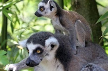 9 Day Lemur and Palmarium Reserve Wildlife Tour in Madagascar