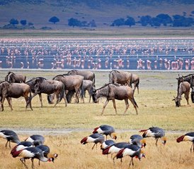 2 jours en stage de safari en camping à Tarangire et au cratère du Ngorongoro, Tanzanie - Photo 2