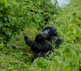 4 jours safari de trekking des gorilles de montagne au parc national des Volcans, Rwanda - Photo 2