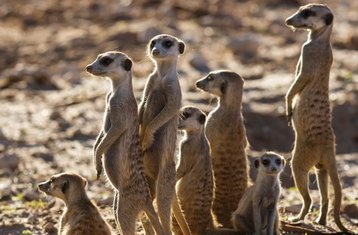 6 Tage Perfektes Kapstadt- und Garden-Route-Abenteuer Gruppen-Safari in Südafrika