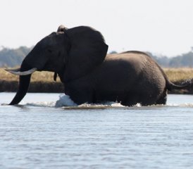 4-Daagse Mana Shoreline Kano-safari in Zimbabwe - Photo 2