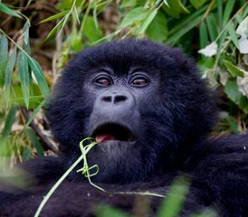 3 Tage Privater Gorilla-Trekking-Safari im Nationalpark Mgahinga, Uganda: Ideal für Kurze Aufenthalte und Erstbesucher - Photo 2