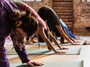 Günstige Selbstbestimmte 200-Stunden Online Yogalehrer Ausbildung