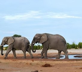 8-daagse safari-ervaring in de Okavangodelta en het Chobe National Park in Botswana - Photo 3