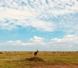 5 jours safari faune exceptionnel et aventure Big Five en Tanzanie, Tanzanie - Photo 3