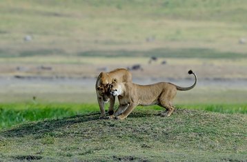 3 Day Private Serengeti & Ngorongoro Crater Safari in Tanzania