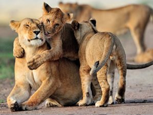 3 Day Masai Mara Safari Holiday in Kenya