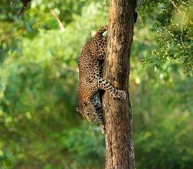 411 Tage Leopard Wildlife Tour in Wilpattu, Wasgamuwa, Kumana und Yala Nationalparks in Sri Lanka - Photo 1