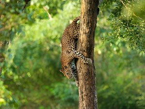11 Day Leopard Wildlife Tour in Wilpattu, Wasgamuwa, Kumana, and Yala National Parks in Sri Lanka