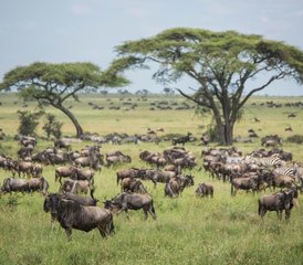 5 jours safari aventure au parc national du Serengeti, Tanzanie - Photo 5
