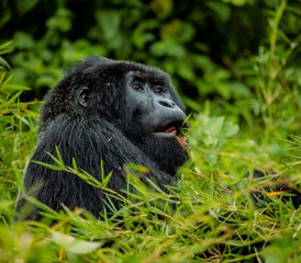 72 Tage Gorilla-Safari-Abenteuer im Volcanoes-Nationalpark, Ruanda - Photo 1