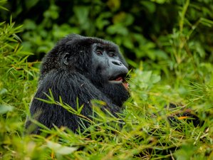 2 Tage Gorilla-Safari-Abenteuer im Volcanoes-Nationalpark, Ruanda