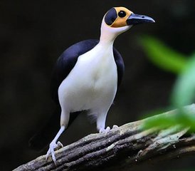 415-Daagse Ghana Mega Picathartes & Upper Guinea Endemics - Photo 1
