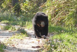 11 Day Ghorepani Poon Hill Trekking And Chitwan Jungle Safari in Nepal