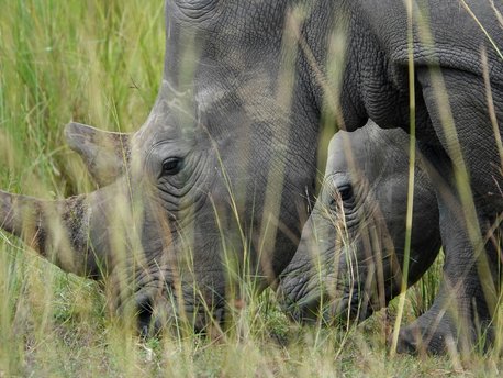Ziwa Rhino Sanctuary