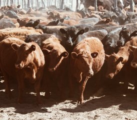 4 Day Argentinean Cattle Ranch Experience and Horse Riding Holiday in La Pampa, Argentina - Photo 5