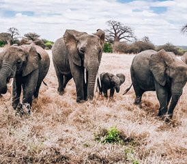 7 jours en safari privé impressionnant en Tanzanie - Photo 5