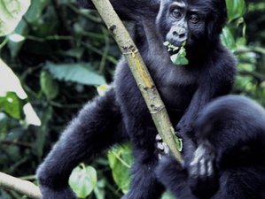 5 Day Gorilla and Wildlife Safari in Bwindi Impenetrable and Queen Elizabeth National Park