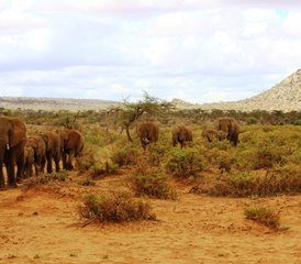 4-Daagse Safari in Samburu Buffalo Springs en Ol Pejeta Kenia - Photo 2