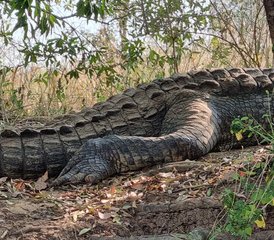 8 Tage Best-of-Uganda-Wildtier-Safari in beeindruckenden Nationalparks - Photo 2