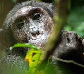 10-Daagse Gorilla- en Chimpansee Safari Trekking Tour met Bootcruises in Oeganda - Photo 5