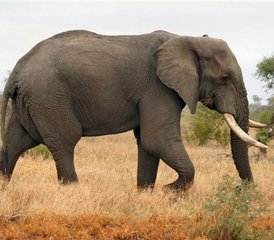 3 Day Classic Kruger Park Safari in South Africa - Photo 3