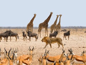 6 días de safari exprés por Namibia