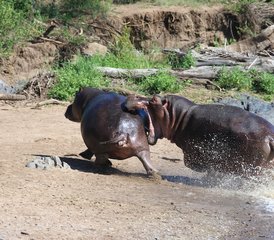 5 jours safari en lodge Best of en Tanzanie à Tarangire, cratère du Ngorongoro et lac Manyara, Tanzanie - Photo 4