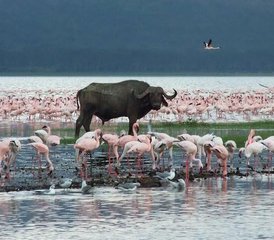 2-Daagse Begeleide Flamingosafari naar Lake Bogoria en Lake Nakuru vanuit Nairobi, Kenia - Photo 5