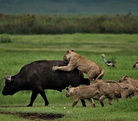 14 Tage A-Fly-In Luxus-Safari in Tansania – Von der Wildnis nach Sansibar - Photo 3