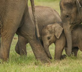 9 Day Sri Lanka Wildlife Viewing Tour - Photo 3