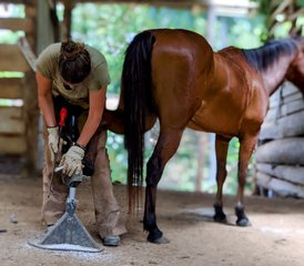 28 Days Certification Program - Equine Care Specialist in Cartago, Costa Rica - Photo 3
