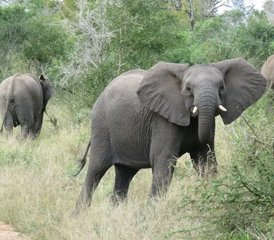 14 jours en stage privé d’aventure safari au Rwanda et en Ouganda - Photo 2