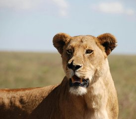 6 Day The Great Migration Calving Season Safari in Tarangire, Ndutu Plains, and More in Tanzania - Photo 4