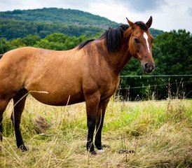 7 Tage Natur, Pferde und Cowboyfeeling – Ihre Reitwoche im Herzen Deutschlands - Photo 5