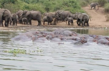 5 Tage Safari des Wanderns mit Nashörnern und den Big Five in Uganda