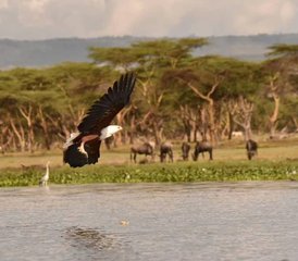 104 días de safari de acampada en Tanzania - Photo 1