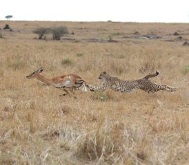 6 jours en stage de safari en Tanzanie au parc national de Tarangire, au parc national du Serengeti et au cratère du Ngorongoro - Photo 5