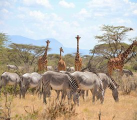 4-Daagse Samburu- en Ol Pejeta-safari in Kenya - Photo 2