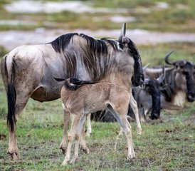 210 Day Calving Season Safari in Tanzania - Photo 1
