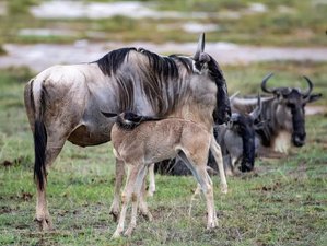 10 Day Calving Season Safari in Tanzania