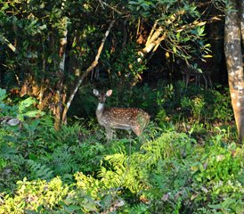 103 jours safari jungle à Chitwan, Népal - Photo 1