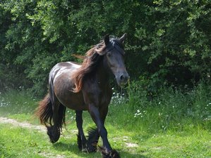 5 Day Mindfulness Meditation Connect with Horses Retreat in Gascony, France