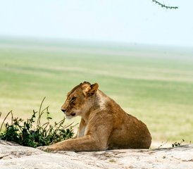 2 Tage Tansania Safari von Sansibar nach Tarangire und Ngorongoro - Photo 2