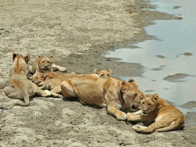 13 Day Kilimanjaro and Northern Tanzania Guided Motorcycle Tour with Stunning Views and Wildlife photo 8