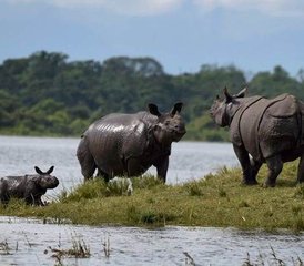 113 jours circuit faune de luxe à Chitwan, Népal - Photo 1